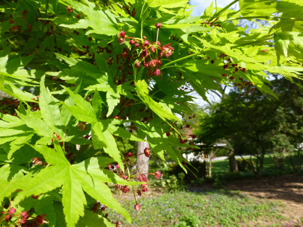 mains vertes semis 2013 5