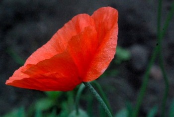 coquelicot